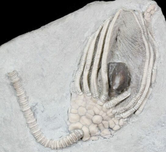 Macrocrinus Crinoid Fossil With Gastropod - Indiana #29404